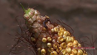 Locked brunette is handcuffed and has to eat spoiled corn