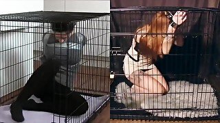 Dog-cage Drama