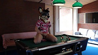 Fox pawing off and makes a mess on top of hotel pool table