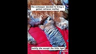 Tiger and Dog story...