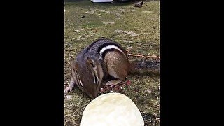 A lovely chipmunk eating chips