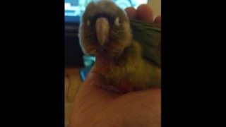 Fluffy Kiwi takes a snooze PH