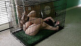 Caged Pet