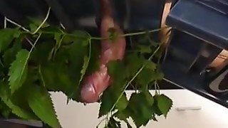 Cock Nettle Torture to Cum