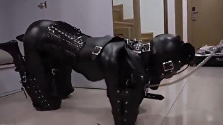 Pet Bondage