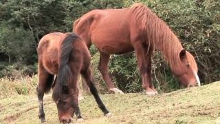 nasty cowboy sucks sucks massive cock