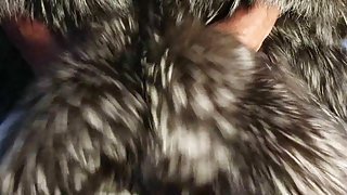 Silver fox fur stroke