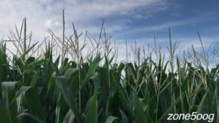 Corn Inspection