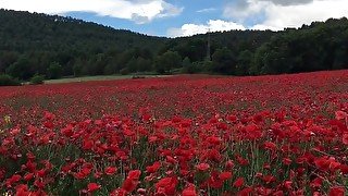 A falta de pollas masturbación entre amapolas