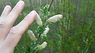 Сute tree buds