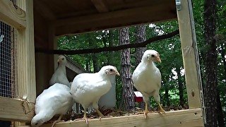 Cleaning my chick's house gave me a sneeze attack!