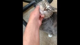 Petting pussy, quarantine&chill, donate for vet bills!