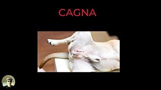 cagna e cagnoline quando vendono dette o ascoltate fa eccitare tantissimo