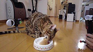 Kitty makes noise and eats what you serve.