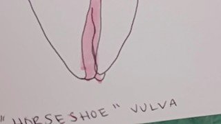 sex ed, all vaginas are unique