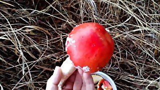 collected amanita muscaria and golden rain