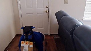 Puppy Gets Food Delivered